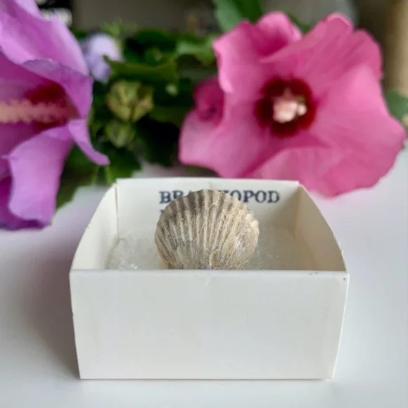 Brachiopod Shell Fossil Both Sides Fossilized Lamp Shells 100 Million Years Old - Picture 2 of 6